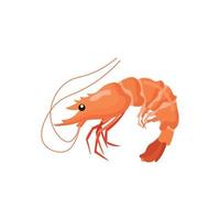 shrimp isolated on white background vector