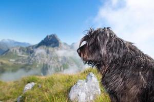 Bergamasco shepherd dog in the mountain pastures photo