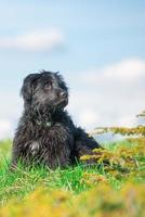 Black shepherd dog of the Italian Alps photo
