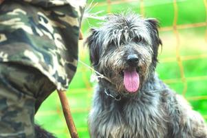 perro pastor de bergamo junto a su amo foto