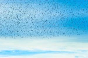 Flock of birds on blue sky photo