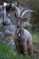 Grazing goat with big horns photo