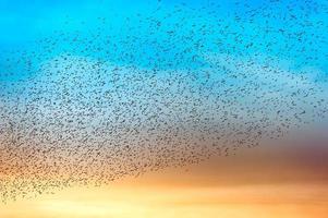 Flock of many birds photo