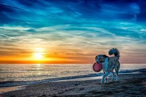 Dog at the beach photo