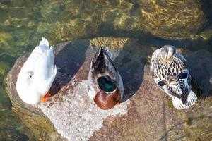 Ducks sleeping on a rock on a river photo