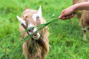 From hand to eat grass in a goat photo