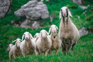 Mother sheep with the group photo