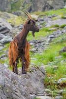 cabra montés en los alpes italianos foto