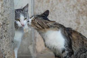 Mother cat seems to want to kiss the male photo