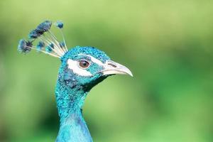 Peacock particular looking photo