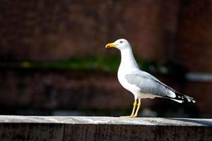 Seagull resting on the wall photo