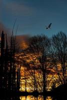 Heron at dusk out of the woods in a small lake photo