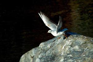 gaviota dejando roca en el río foto