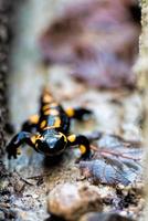 salamander on Italian alps photo