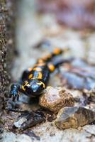 salamandra en los alpes italianos foto