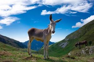 caballo pequeño en los pastos de montaña en los alpes foto