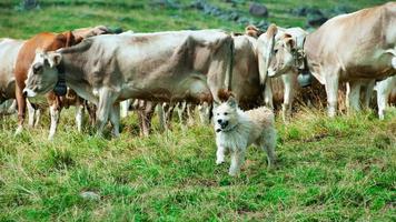 perro pastor después de haber reunido una manada de vacas foto