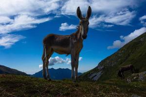 caballo pequeño en los pastos de montaña en los alpes foto