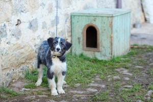 Sheepdog Bergamasco tied photo