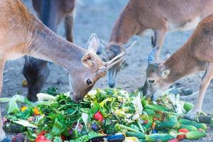 Roe deer eat vegetable scraps photo