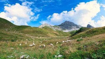 Sheep grazing in the brembana valley lombardy Italy photo