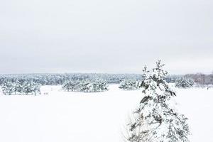 Snow-covered trees in the forest after a snowfall. Spruce and pine trees in white, natural background photo