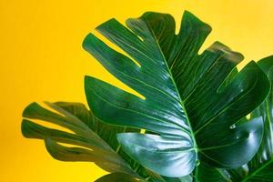 Monstera leaf close-up on a yellow background. Artificial houseplant, decor and comfort for the home. Carved tropical leaf. Copy space photo