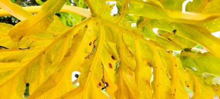 follaje de otoño amarillo con hojas secas foto