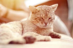 Close up of a sad and lazy tabby cat napping on the couch outdoors in evening photo