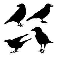 Set raven, crow, corvus standing, different pack of bird silhouettes, isolated vector