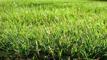 Hyper lapse view at growing grass stalks with shadows from the sunlight moving over the lawn. video