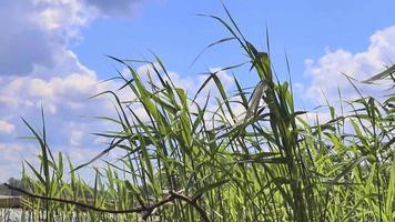 hoog gras en tarwe aartjes gras zijn in beweging in de wind. video