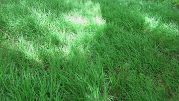 Close up view at green grass moving slowly in the wind - background video