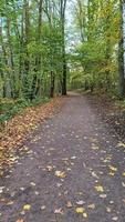 Visualizza di il timone ruota di un' in movimento bicicletta nel un autunnale paesaggio con molte di le foglie video