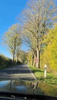 Low angle view of a driving car into the trees passing by. video