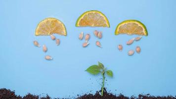 Clouds and rain drops falling on green seedlings. Planting illustration. Green sprouts in the rain. Stop motion of growing plants. Ecology Ideas video