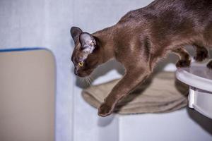 Burmese cat close-up at home. Portrait of a young beautiful brown cat. photo