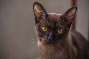 Burmese cat close-up at home. Portrait of a young beautiful brown cat. photo