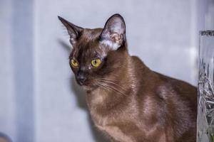 primer plano de gato birmano en casa. retrato de un joven y hermoso gato marrón. foto