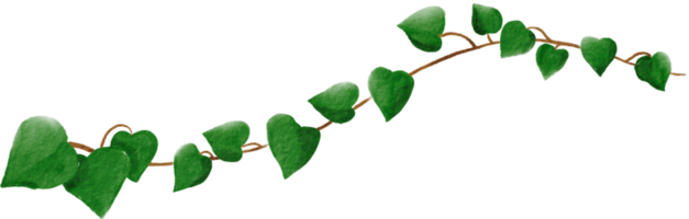 cutout ivy plant watercolor simplicity painting. png