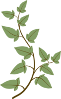 Simplicity ivy freehand drawing png