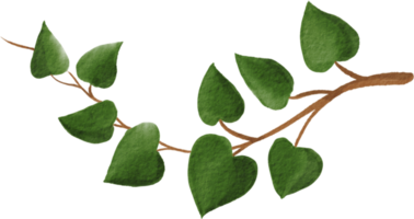 cutout ivy plant watercolor simplicity painting. png