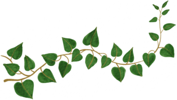 Ausschnitt Efeu Pflanze Aquarell Einfachheit Malerei. png