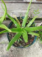 Aloe vera in pot photo