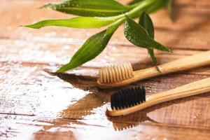 Closeup of bamboo plant and eco friendly toothbrushes photo