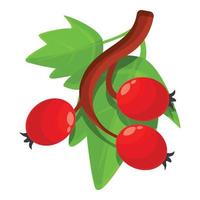 Cluster hawthorn icon, cartoon style vector