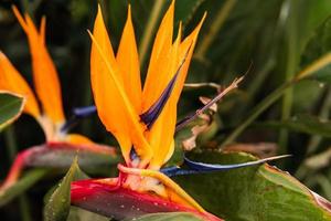 Closeup shot of bird of paradise flower in the tropical forest. photo