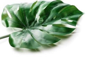 Artificial monstera deliciosa tropical leaf on white background photo