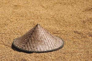 Tradition Asian conical hat and rice harvest photo