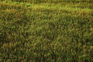 campo de arroz en la luz del sol foto